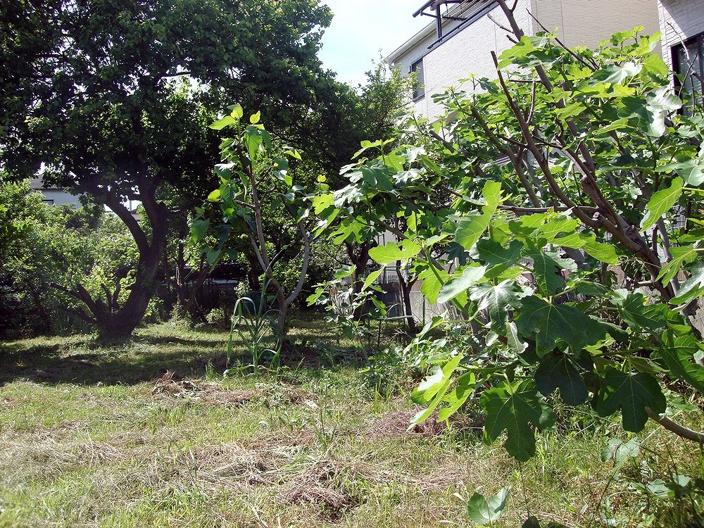 メルシー果樹園