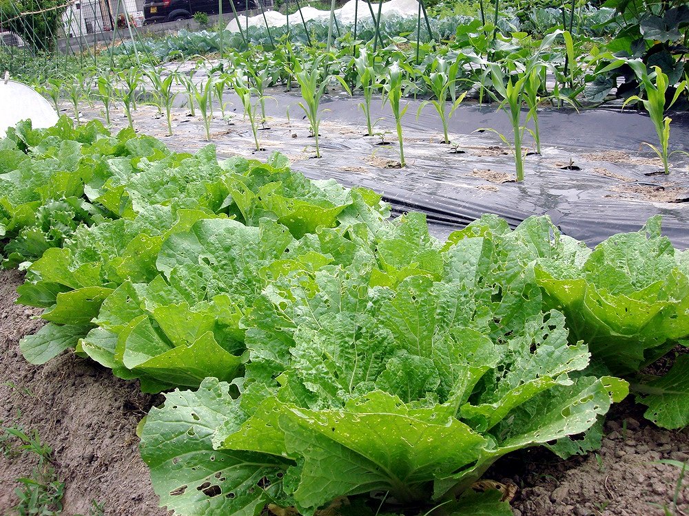 虫に食われた白菜